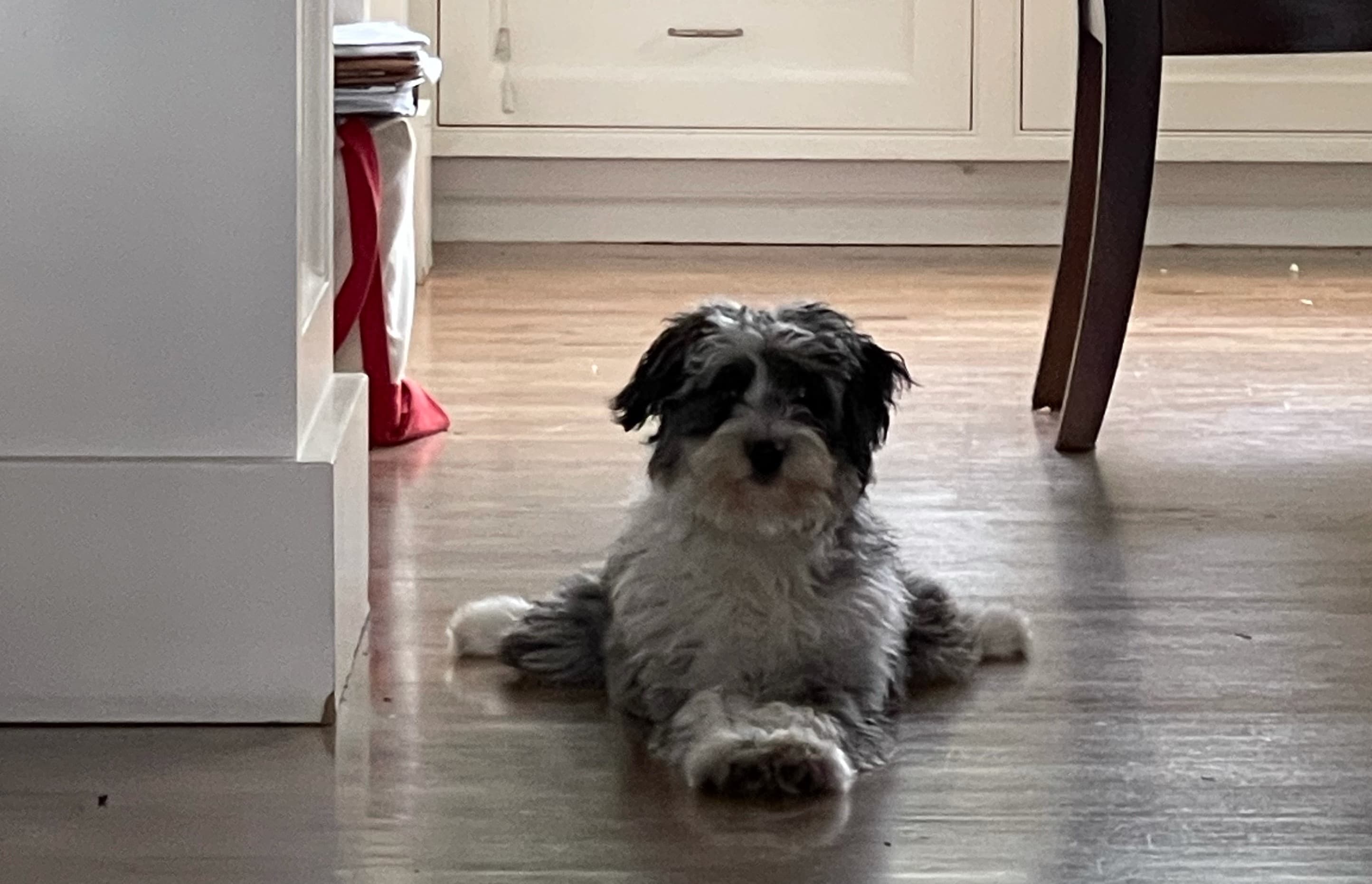 Cover Image for The World's Goodest Boy